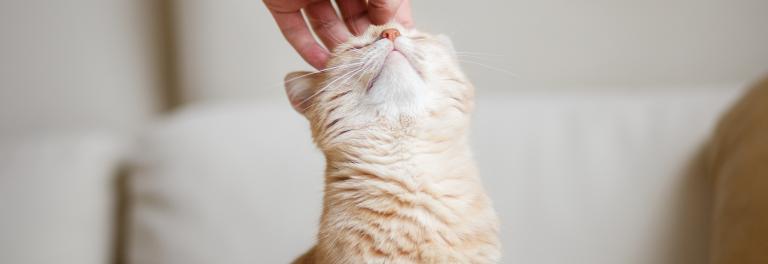 PrimaCat Cat