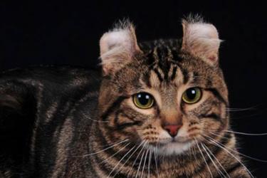 American curl, lyhytkarva