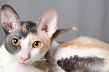 Cornish rex