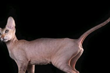 Peterbald