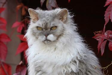 Selkirk rex