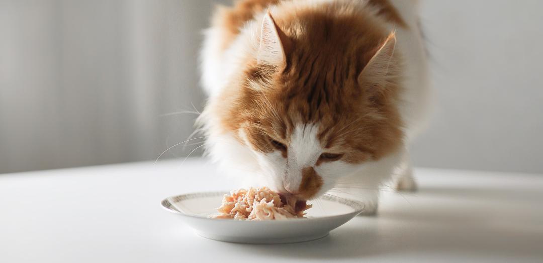 Katten äter PrimaCat Fillets våtfoder till katten