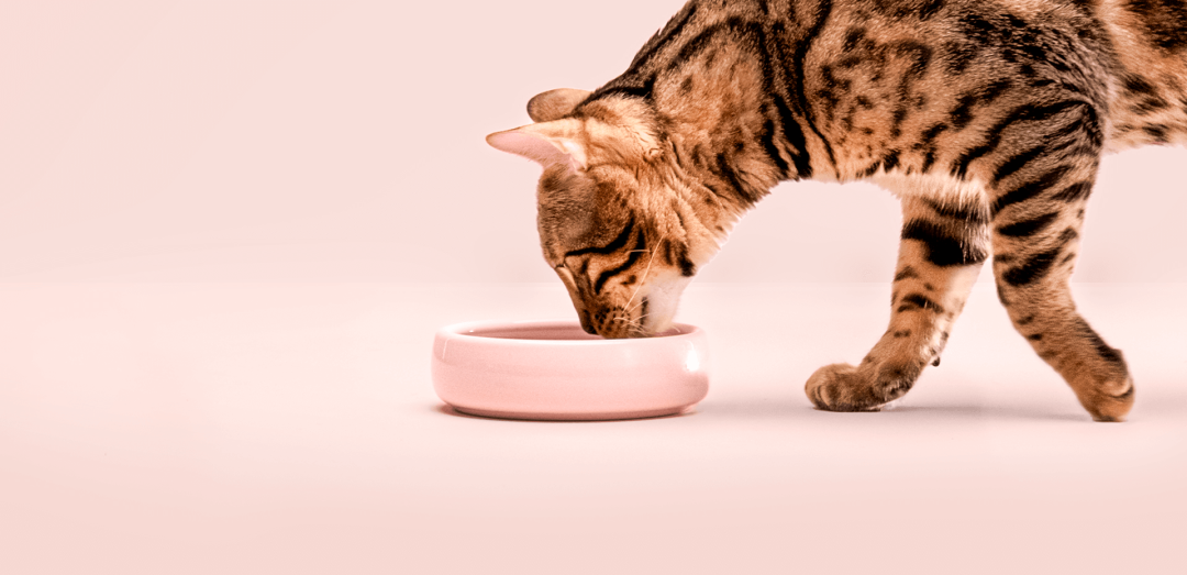 Sugar free cat food cheap