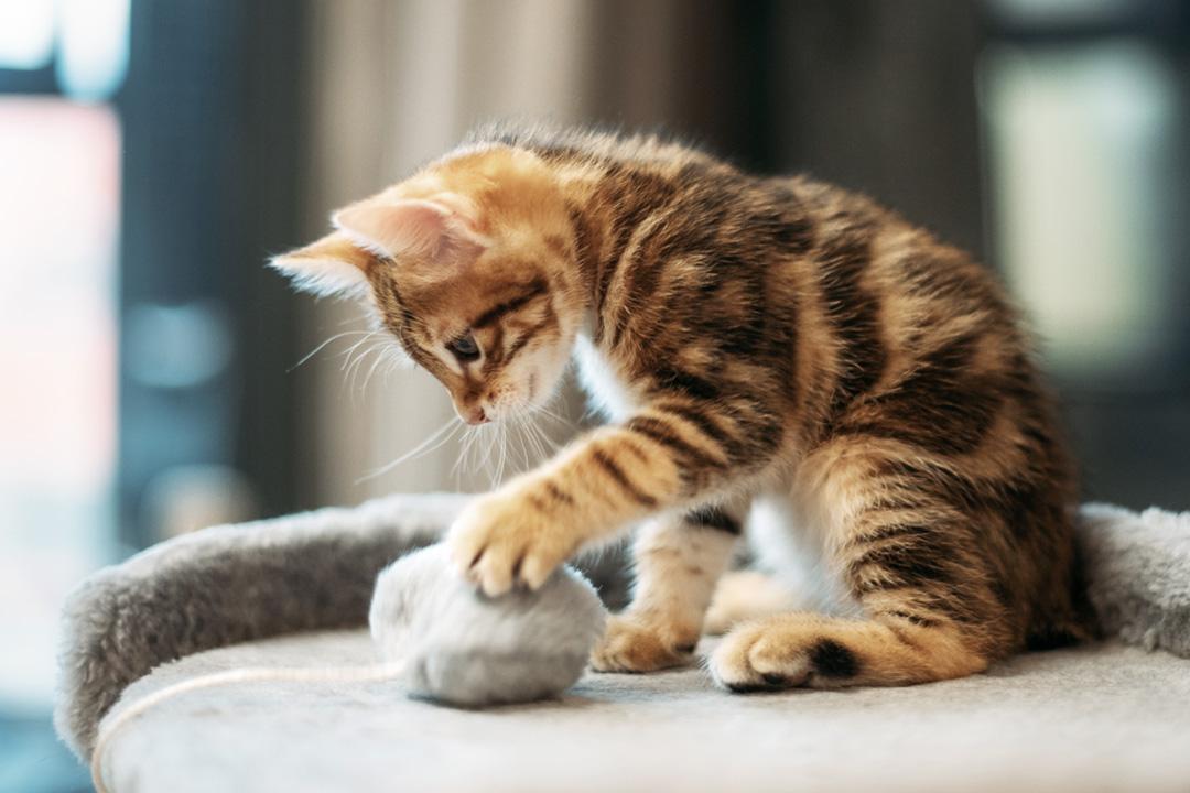 PrimaCat kissanpentu leikkii pallolla