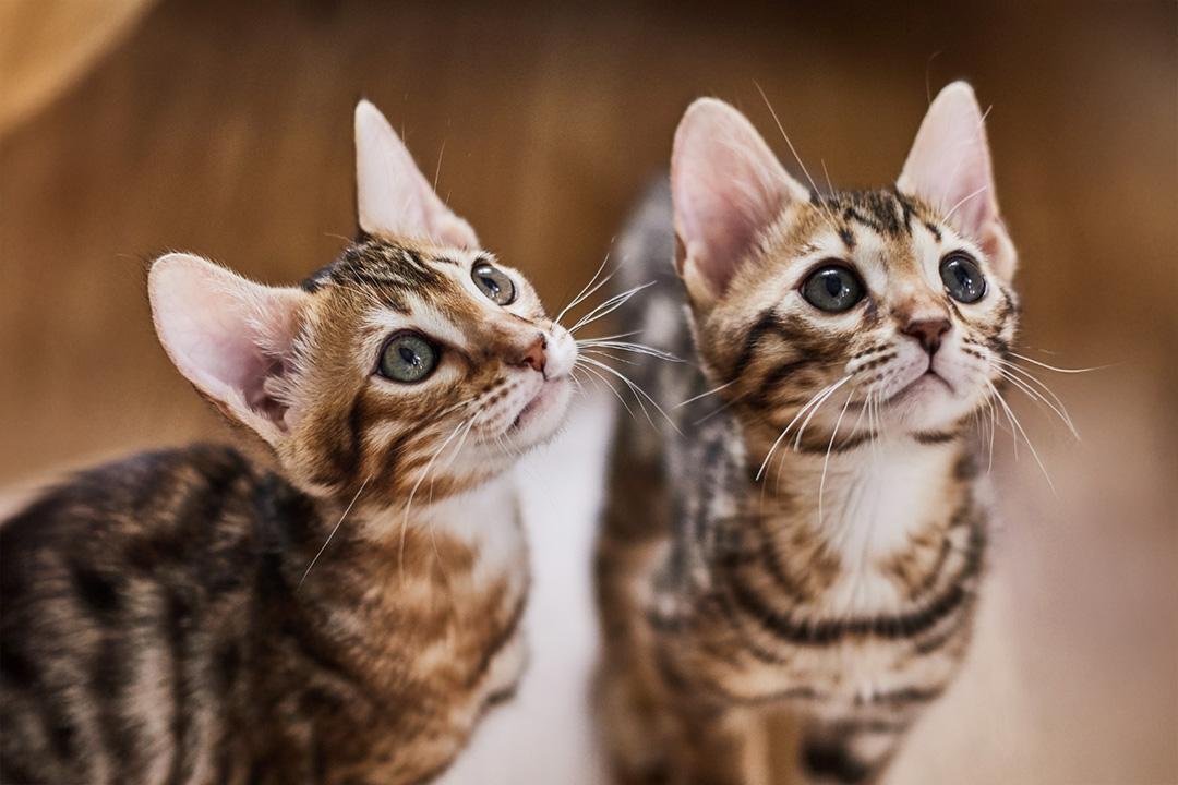PrimaCat kissanpennun kehitys I kaksi kissanpentua