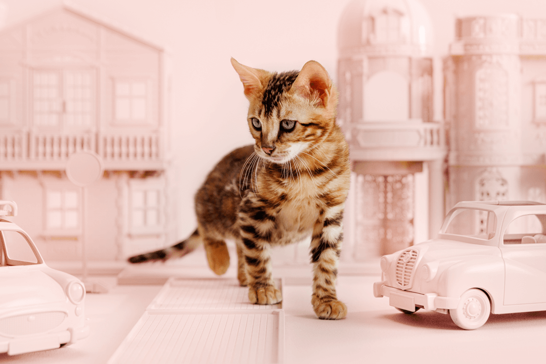 PrimaCat Skaffa en kattunge