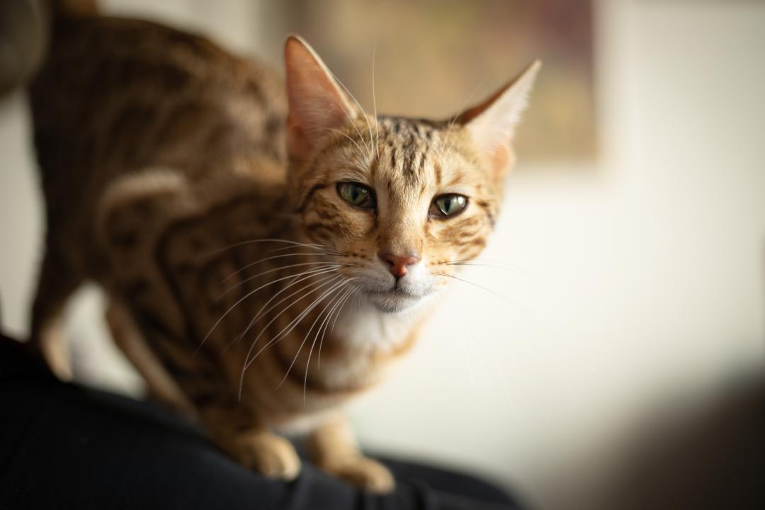 7 common diseases every old cat owner should know | PrimaCat