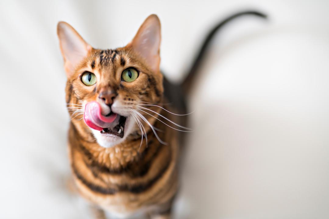 PrimaCat kass lakub huuli