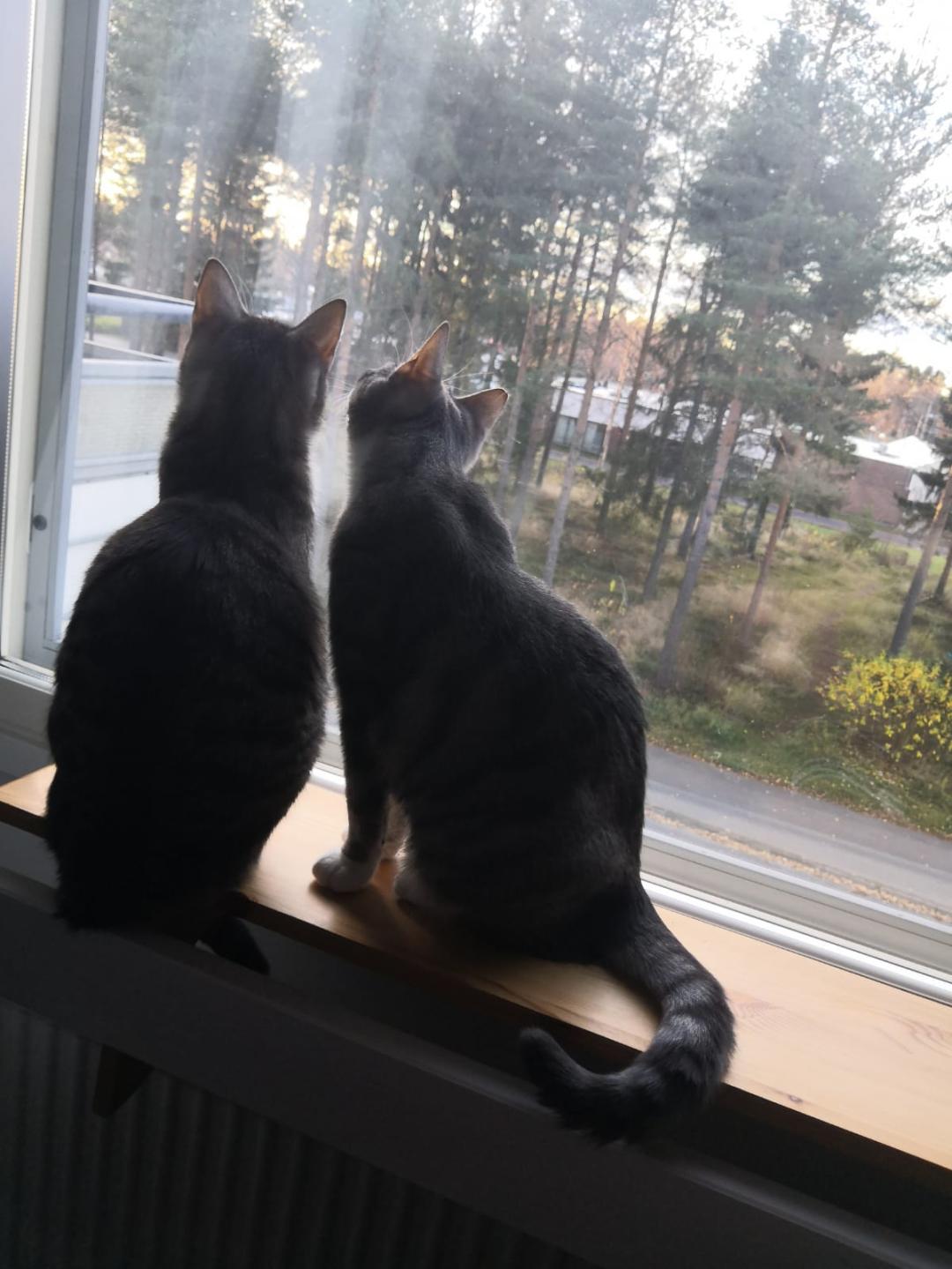 Kissalla on hyvä olla tähystyspaikkoja esimerkiksi ikkunalaudalla PrimaCat