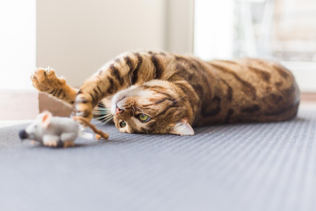 PrimaCat Feeding a Cat