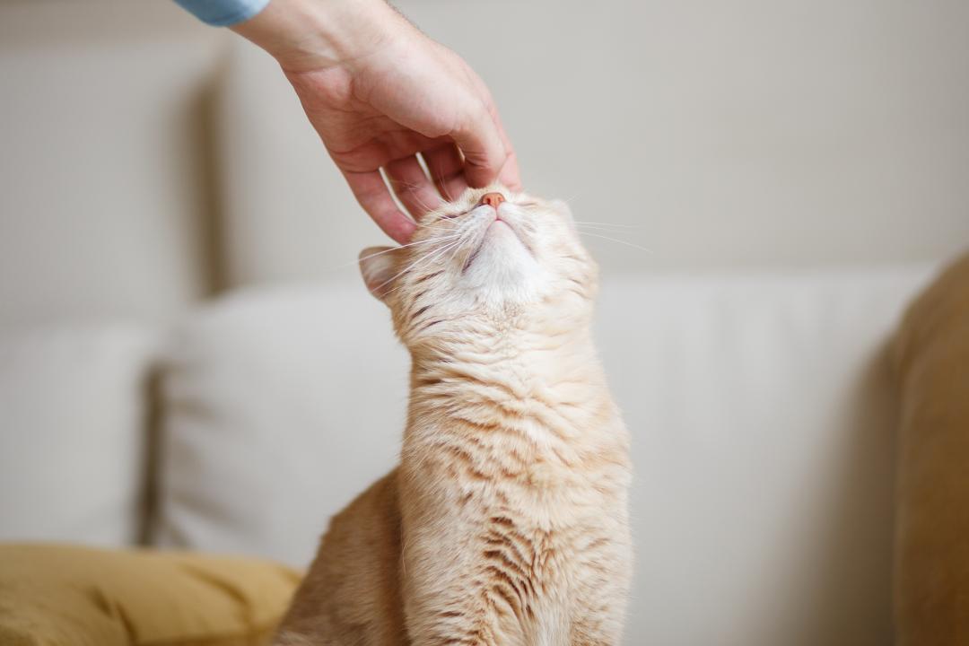 Feeding a spayed or neutered cat PrimaCat