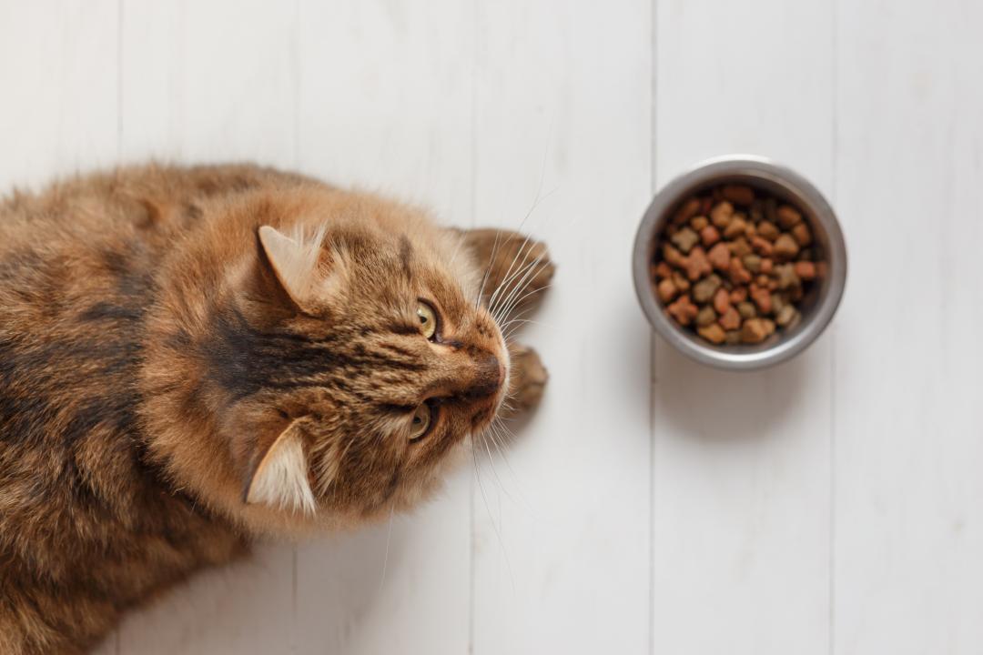 Choosing the best cat food PrimaCat