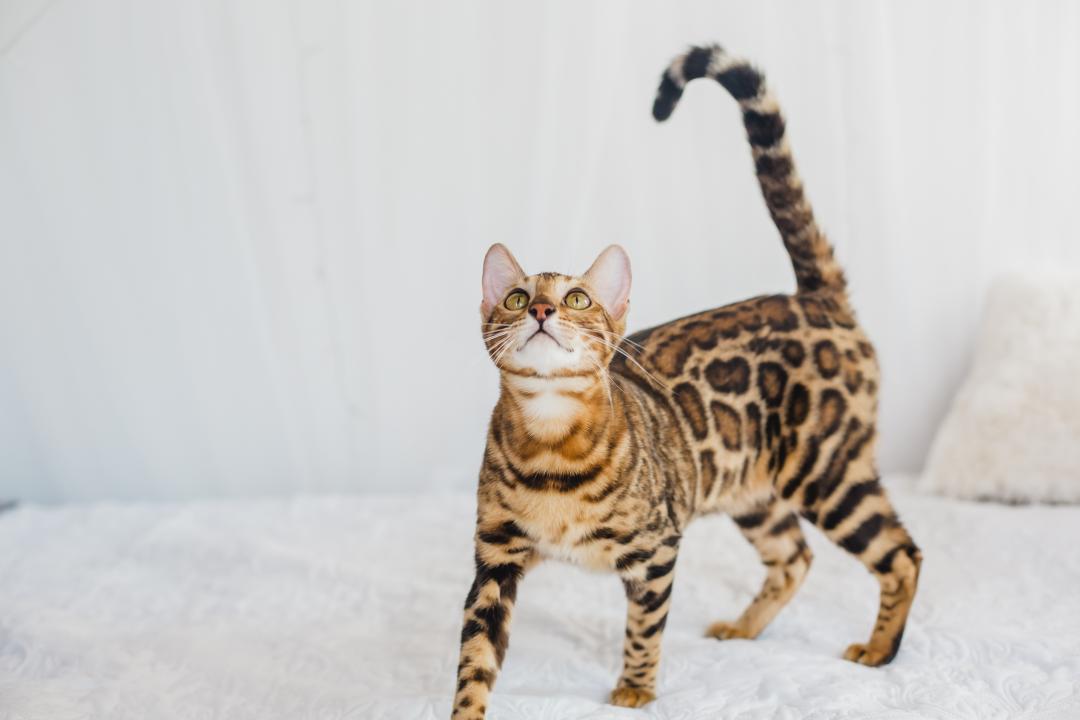PrimaCat bengal cat standing