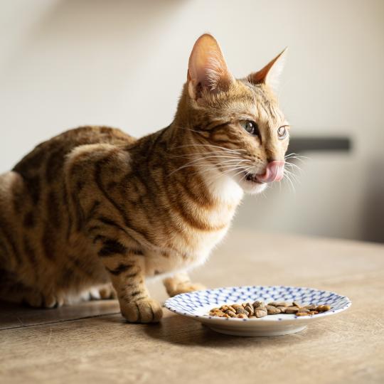 Kissakahvila Purnauskis kissan ruokailuhetki
