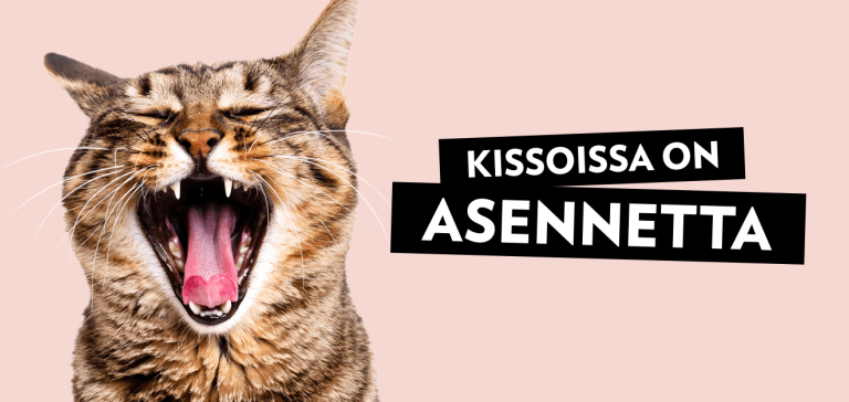 PrimaCat kissoissa on asennetta