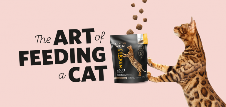 PrimaCat - Art of feeding a cat