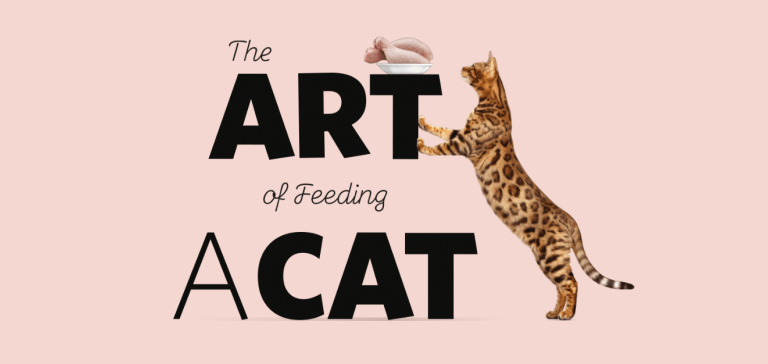 The art Of feeding a Cat - PrimaCat