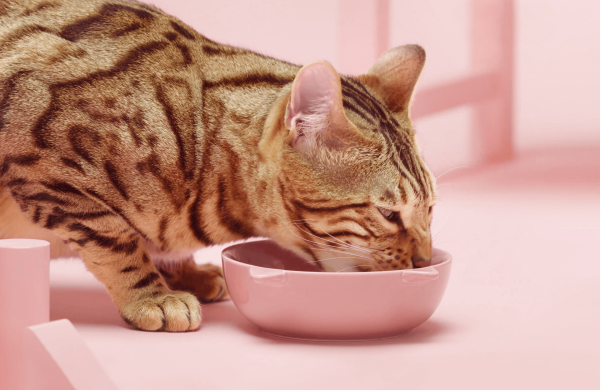 PrimaCat Classic we foods are grain-free cat foods 