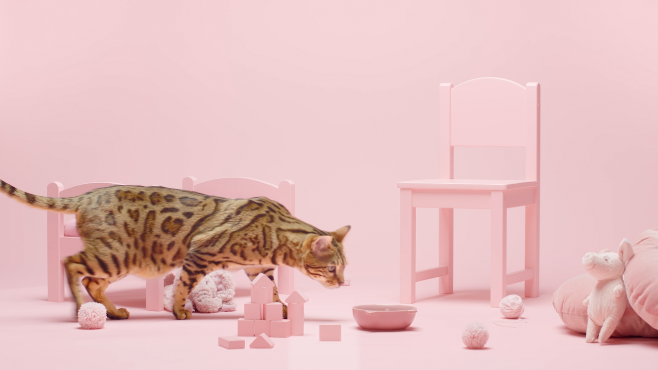 PrimaCat brand video
