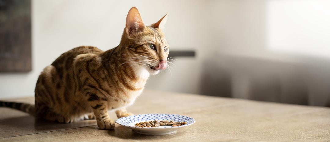 PrimaCat Viljaton kissan kuivaruoka on maistuva ja erittäin lihaisa täysravinto kaikille kissoille