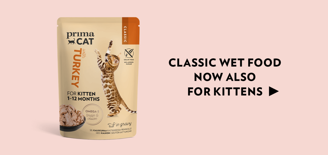 PrimaCat Classic kitten wet food - feeding a kitten