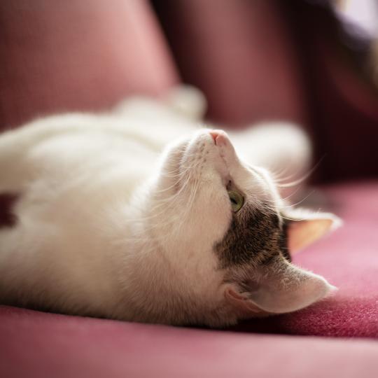 Kissakahvila Purnauskis kissa sohvalla
